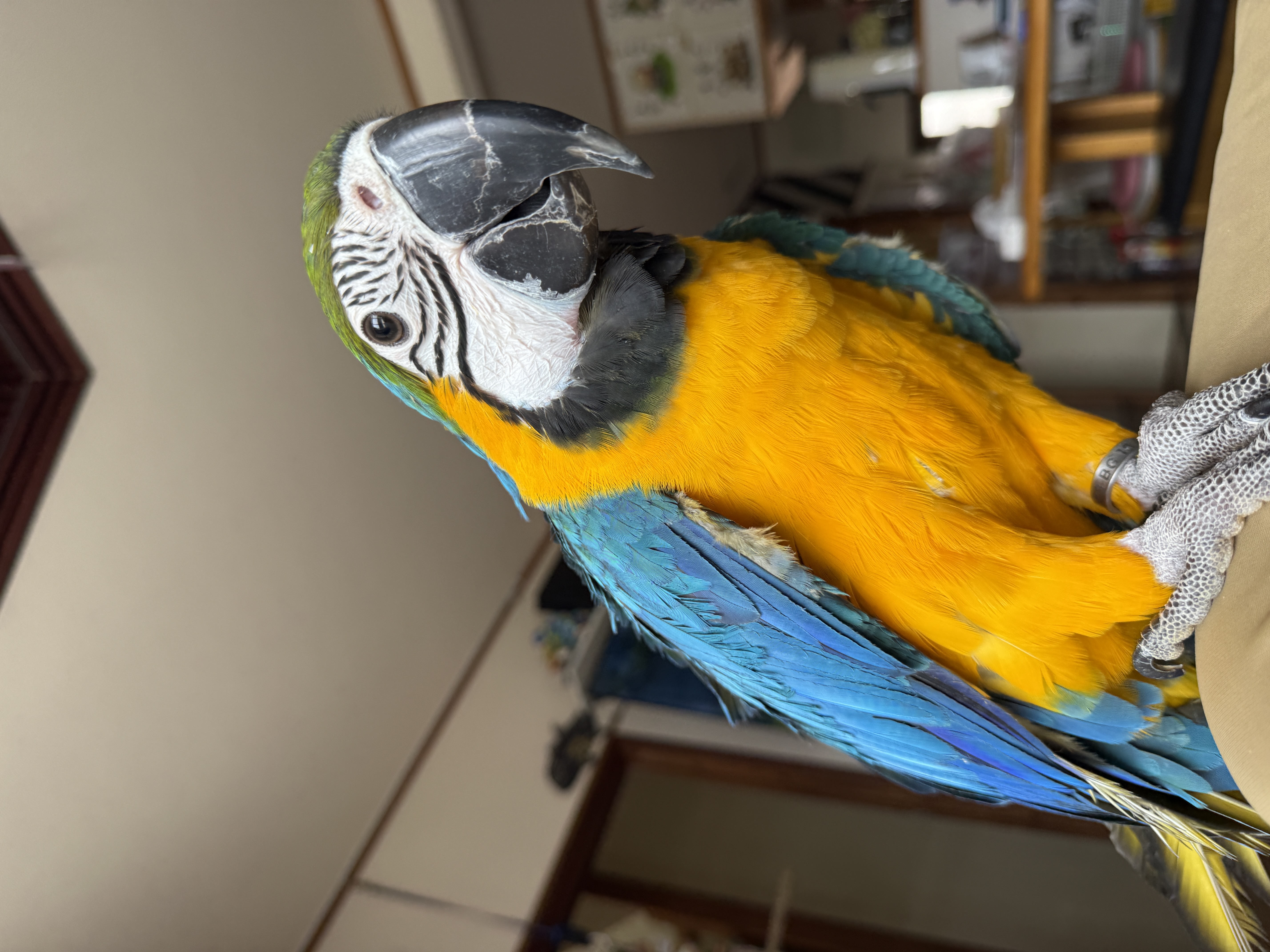 ペットホテルについて